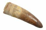 Real Fossil Spinosaurus Tooth - Restored Tip #246887-1